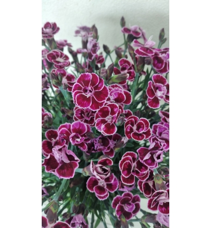Гвоздика (Dianthus Diantica Purple Wedding)