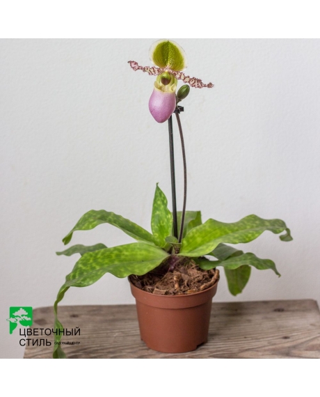 Орхидея Пафиопедилум или Венерин башмачок 