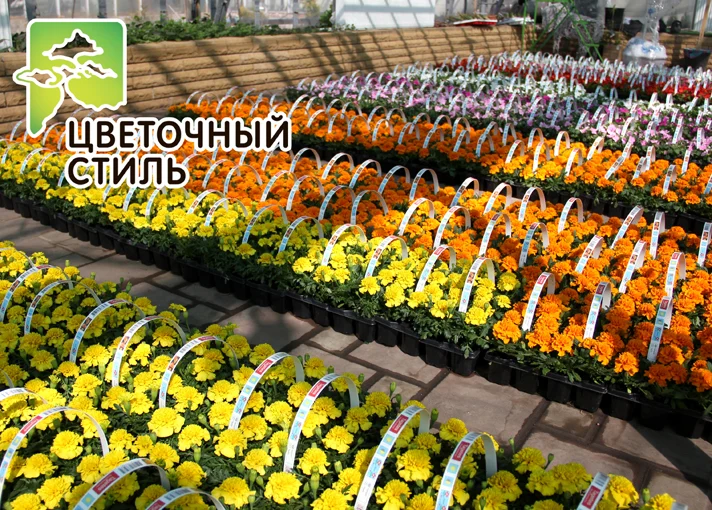 Однорічники для ландшафтного дизайну