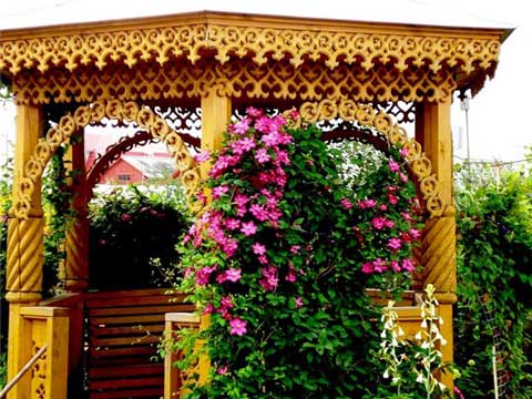 Виткі рослини в ландшафтному дизайні