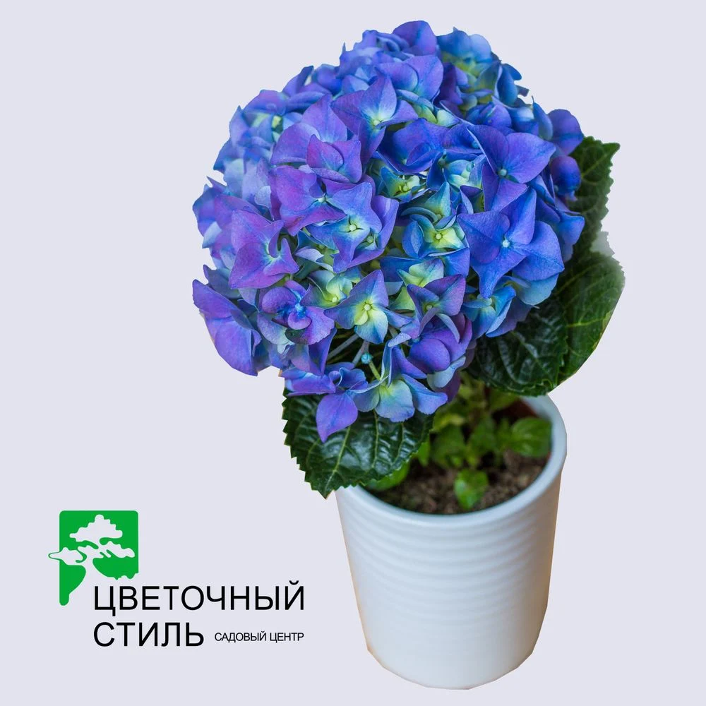 Вирощуємо гортензію в кімнатних умовах