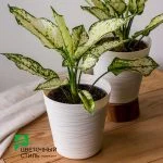 Аглаонема "Groen Wit" (30см) — Квітковий стиль, Харків