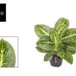 Аглаонема "Lemon mint" (40 см.) — Квітковий стиль, Харків