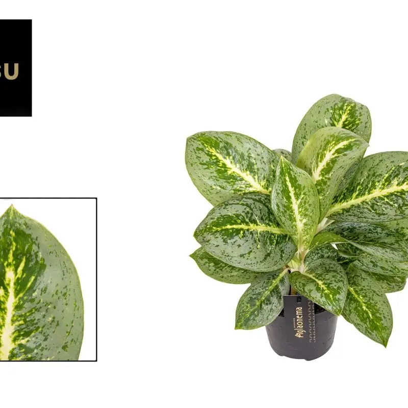 Аглаонема "Lemon mint" (40 см.)