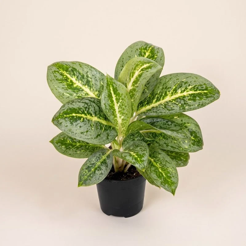Аглаонема "Lemon mint" (40 см.)