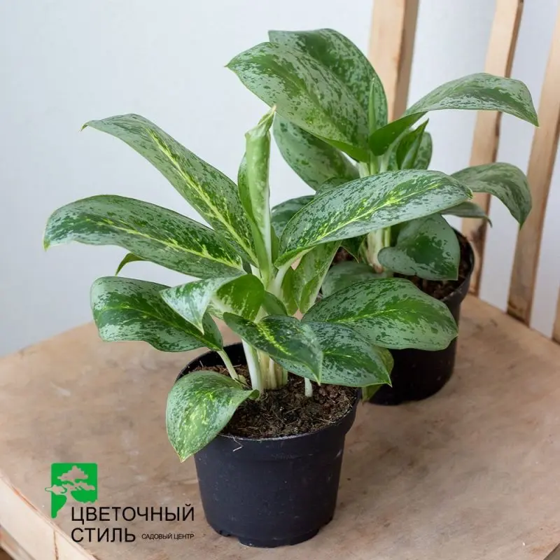 Аглаонема "Special Green" (25 см.)