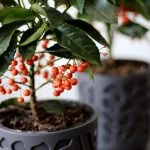 Ардизия (30см) скидка 20% — Квітковий стиль, Харків