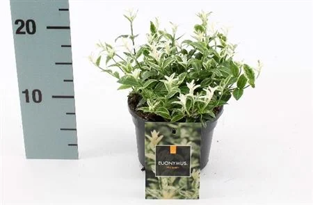 Бересклет Форчуна Арлекін (Euonymus fortunei Harlequin)
