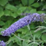 Буддлея davidii "Nanho Blue" — Квітковий стиль, Харків