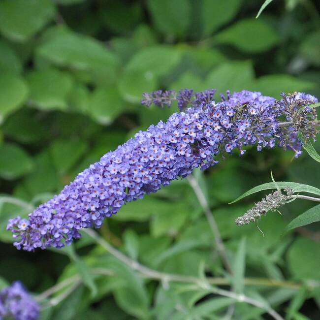 Буддлея davidii "Nanho Blue"