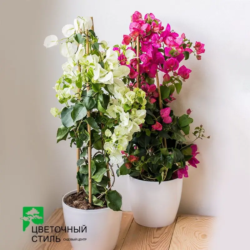 Бугенвілія (65см)