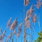 Cortaderia (300 см) — Квітковий стиль, Харків