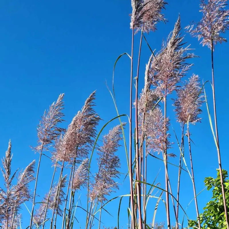 Cortaderia (300 см)