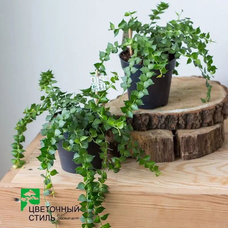 Дісхідія Rusciflora "Million Hearts" (20 см)