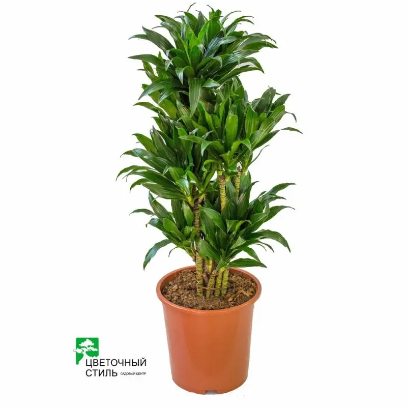 Драцена "Compacta" vert (100-110см)