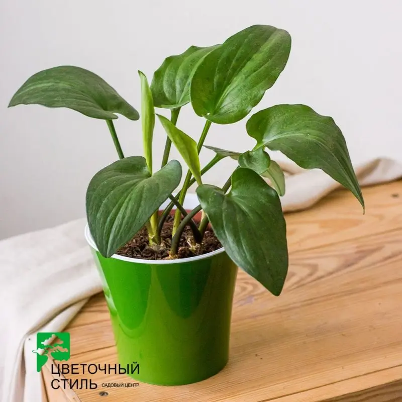 Дримиопсис "Maculata" (30 см)