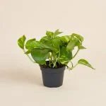 Епіпремнум aureum (30см)