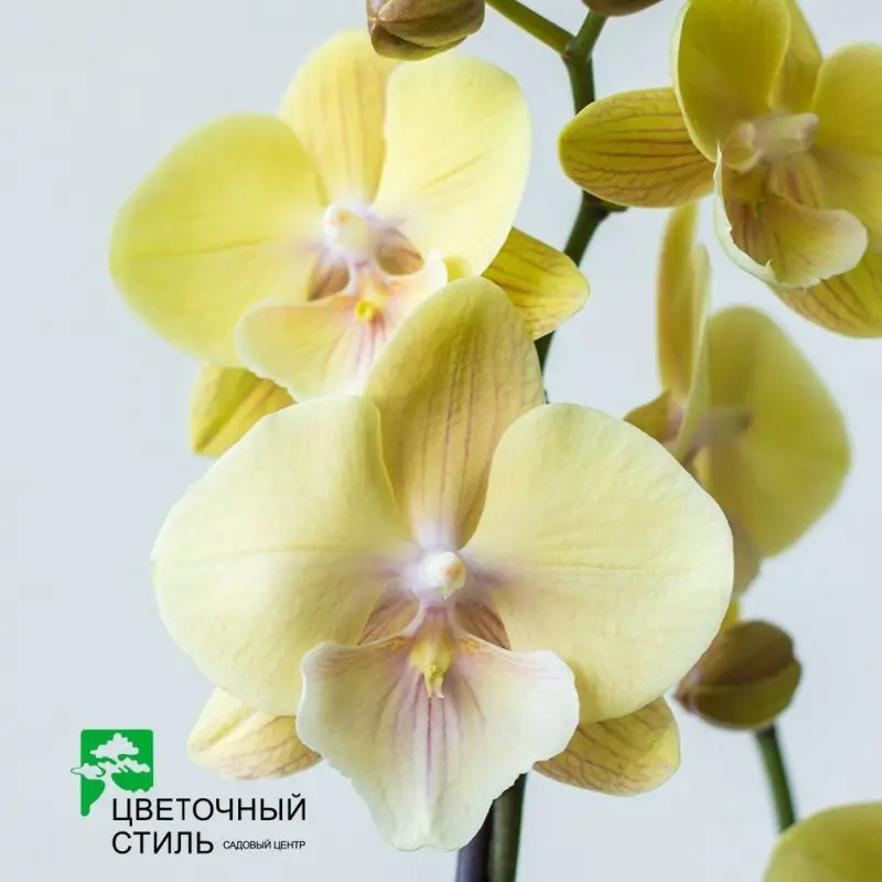 Фаленопсис "Karen", біг лип (1 цветонос, 70 см.)