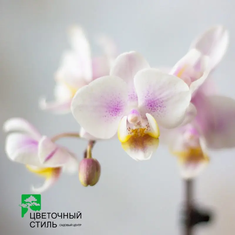 Фаленопсис міні з керамічним кашпо (кількість квітконосів – 2, 20 см)