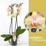 Фаленопсис "Sparks" (количество цветоносов 1-, стандарт, 55см) — Квітковий стиль, Харків