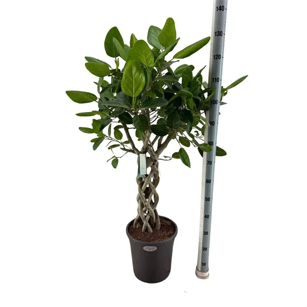 Фікус "Audrey" (Ficus Benghalensis Audrey koker) 130 см
