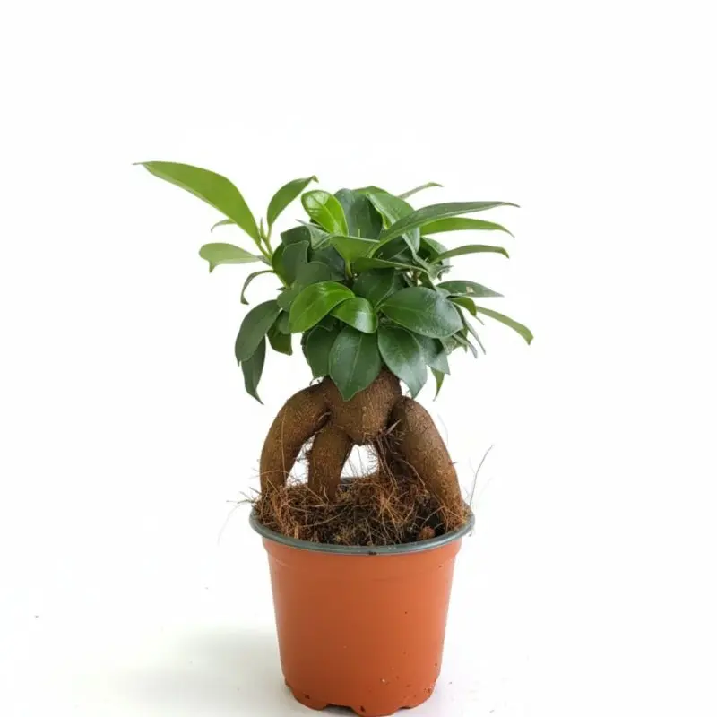 Фікус мікрокарпа Ficus microcarpa Ginseng
