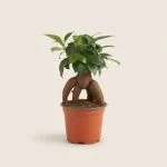 Фікус мікрокарпа Ficus microcarpa Ginseng