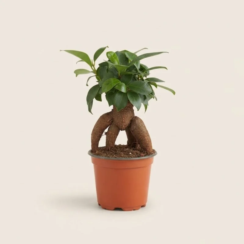 Фікус мікрокарпа Ficus microcarpa Ginseng