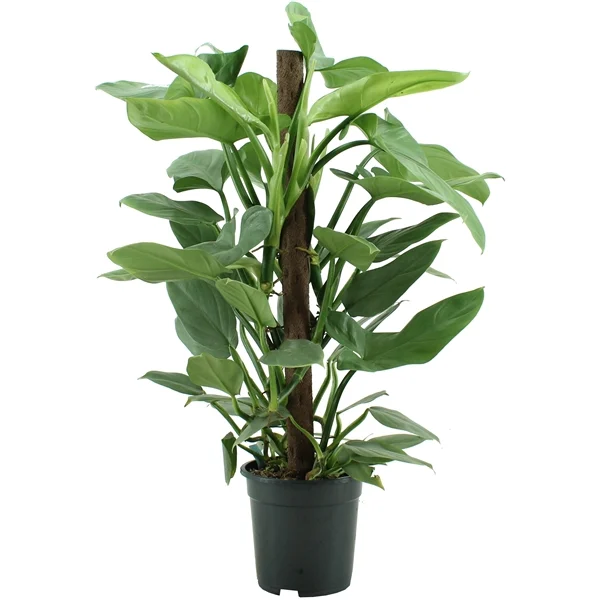 Філодендрон Philodendron 'Silver Queen' на опорі (65см)