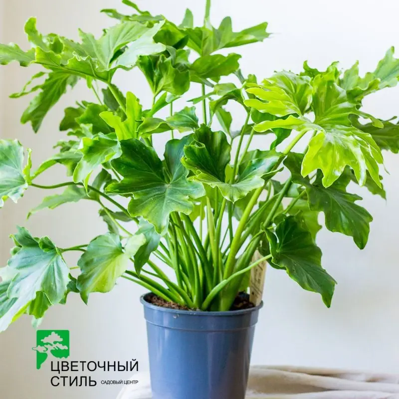 Філодендрон Selloum "Little Hope"