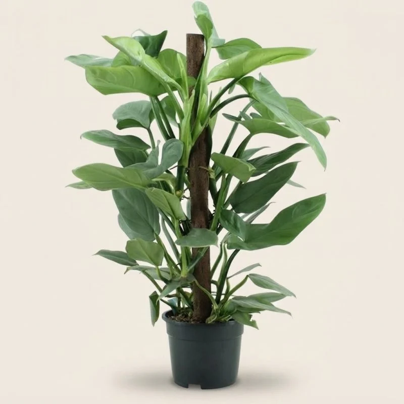 Філодендрон Philodendron 'Silver Queen' на опорі (65см)