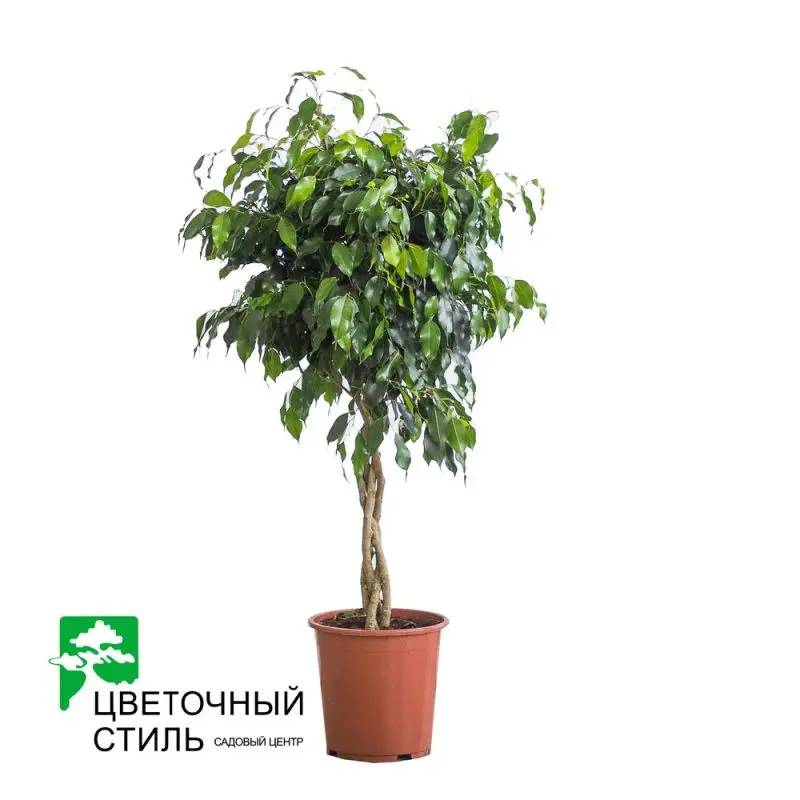 Фикус Benjamina Danielle (140см)