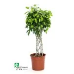 Фикус Benjamina "Exotica koker" (135см) — Квітковий стиль, Харків