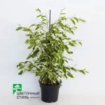 Фикус Benjamina "Twilight" (75см) — Квітковий стиль, Харків