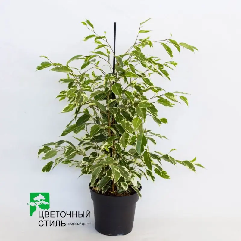 Фикус Benjamina "Twilight" (75см)