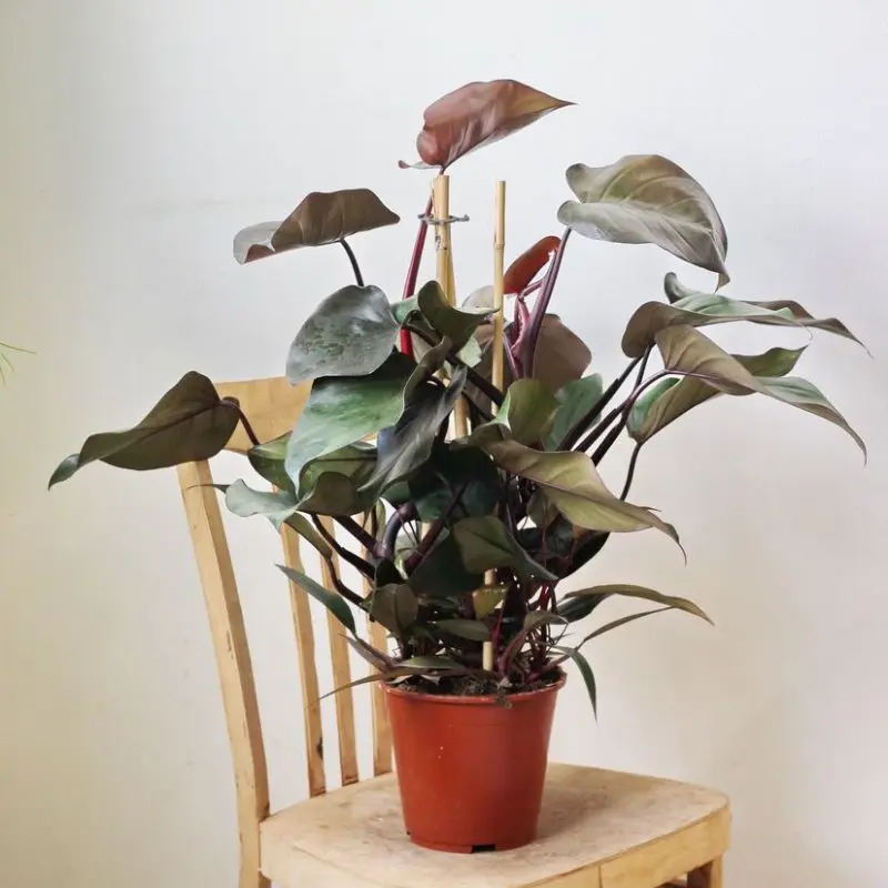 Филодендрон "Ruby Pyramide" (70 см)