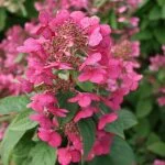 Гортензия paniculata Magical Fire — Квітковий стиль, Харків