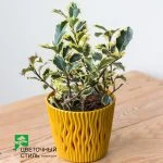 Ілекс (падуб) Aquifolium "Argentea Marginata" (20 см.) — Квітковий стиль, Харків