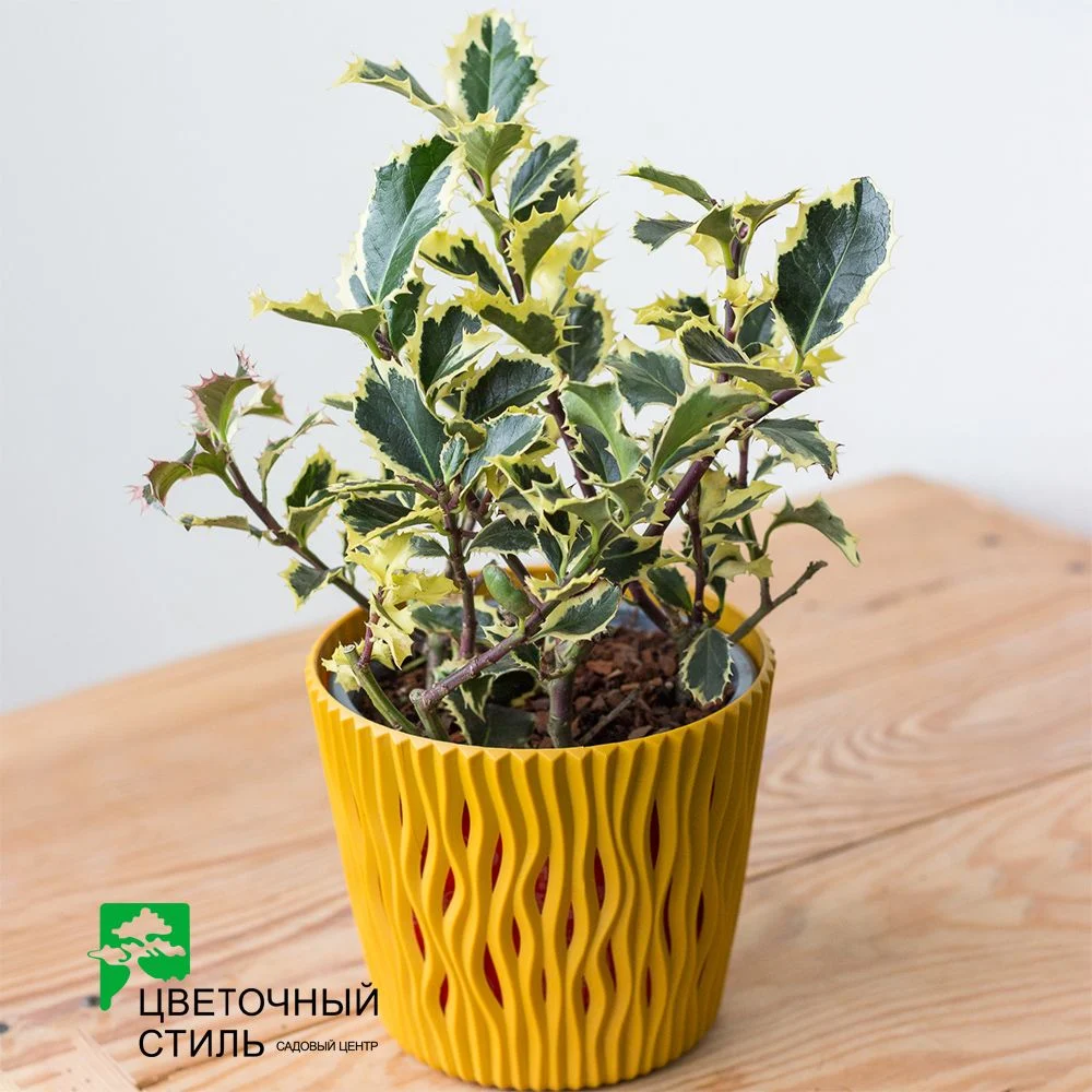 Ілекс (падуб) Aquifolium "Argentea Marginata" (20 см.) — Квітковий стиль, Харків