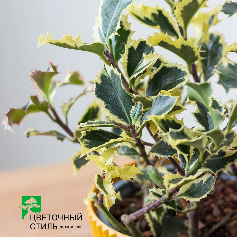 Ілекс (падуб) Aquifolium "Argentea Marginata" (20 см.) — Квітковий стиль, Харків
