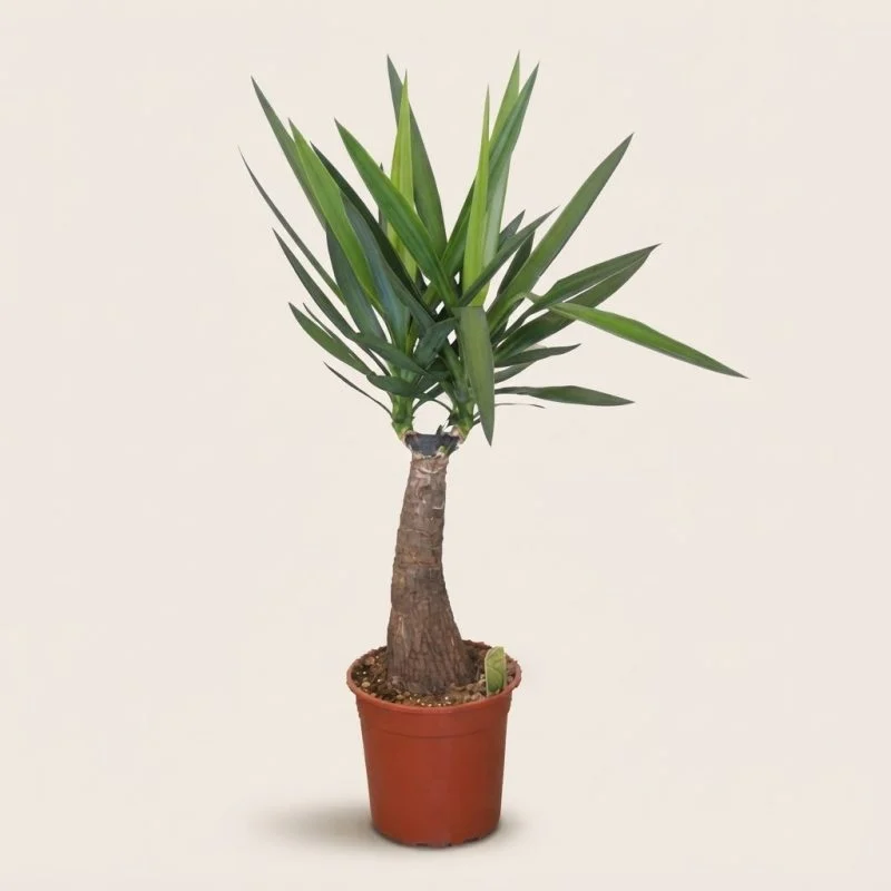 Юкка Maya tree (90см)