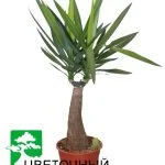 Юкка Maya tree (90см) — Квітковий стиль, Харків