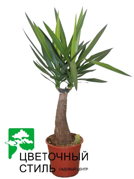 Юкка Maya tree (90см)