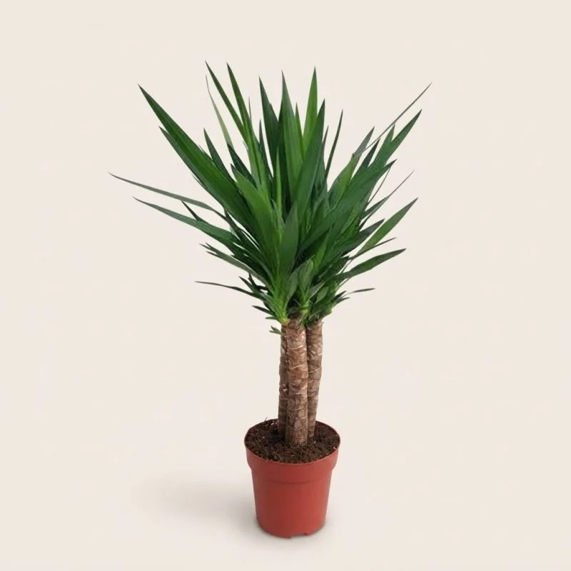 Юкка слонова (Yucca elephantipes) (110см три стволи)