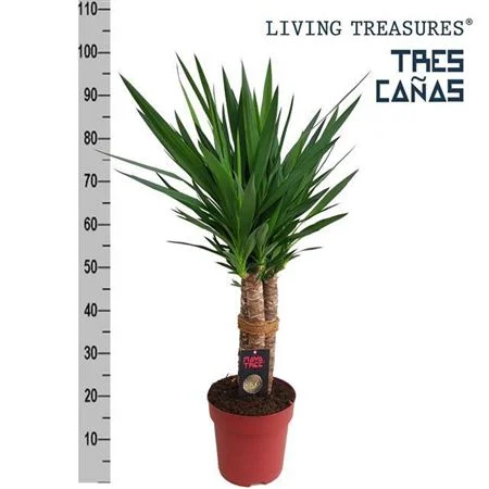 Юкка слонова (Yucca elephantipes) (110см три стволи)
