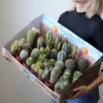 Кактус mix (8-15 см) — Квітковий стиль, Харків