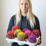 Кактус "Rainbow" (15-20 см) — Квітковий стиль, Харків