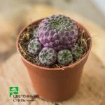Кактус Sulcorebutia rauschii (7 см) — Квітковий стиль, Харків