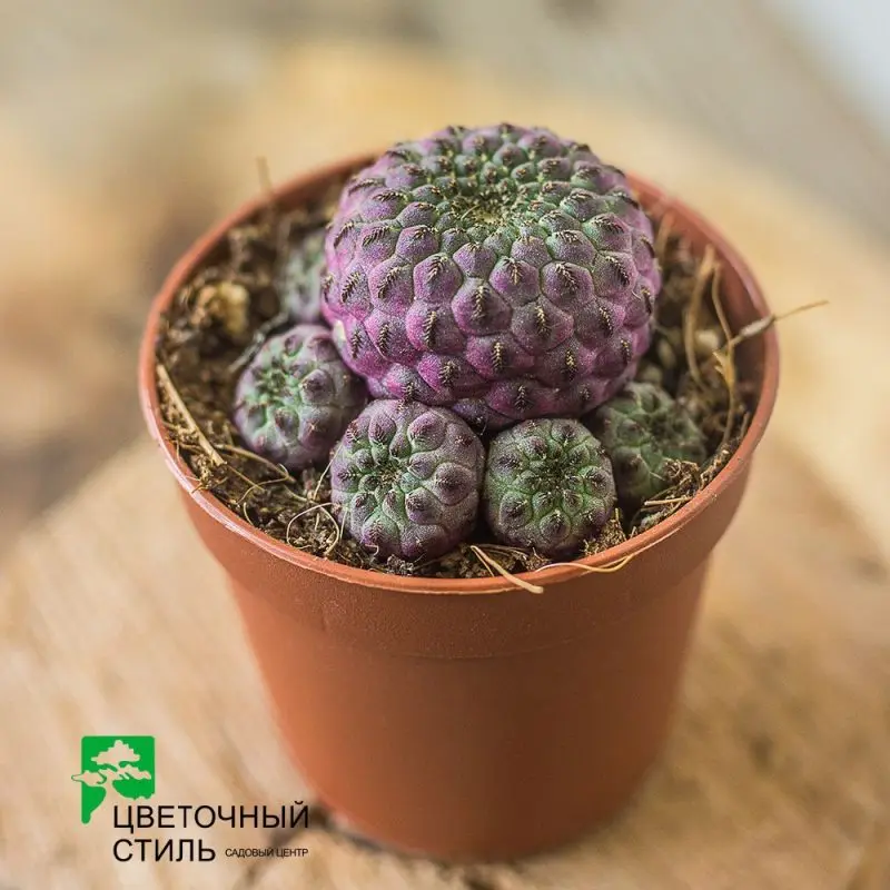 Кактус Sulcorebutia rauschii (7 см)