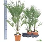 Хамеропс (110 см) — Квітковий стиль, Харків